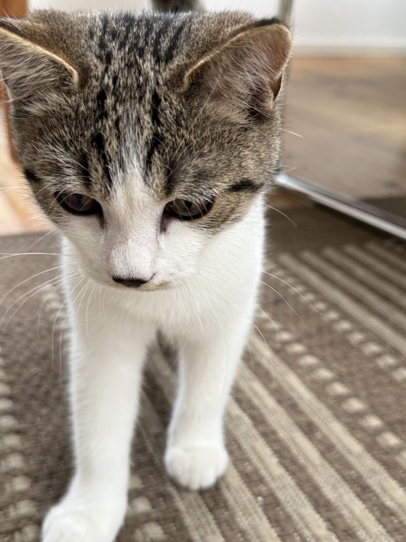 Liebevoller Kater (16 Wochen) sucht ein neues Zuhause 🐾