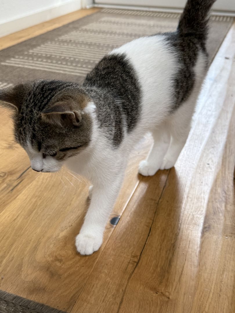 Liebevoller Kater (16 Wochen) sucht ein neues Zuhause 🐾