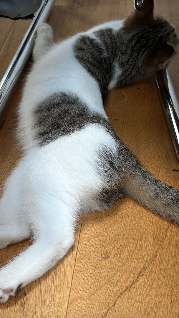 Liebevoller Kater (16 Wochen) sucht ein neues Zuhause 🐾