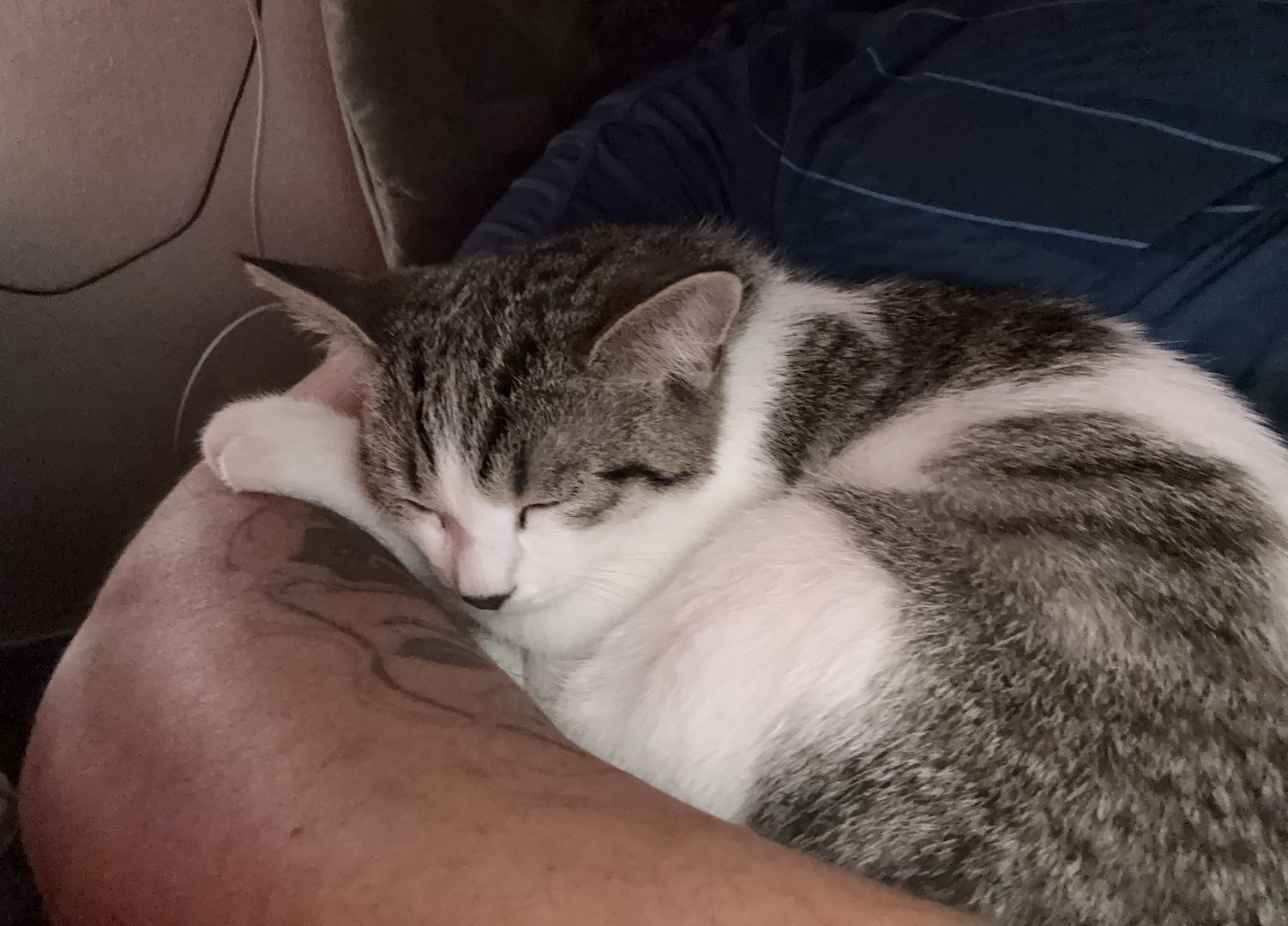 Liebevoller Kater (16 Wochen) sucht ein neues Zuhause 🐾