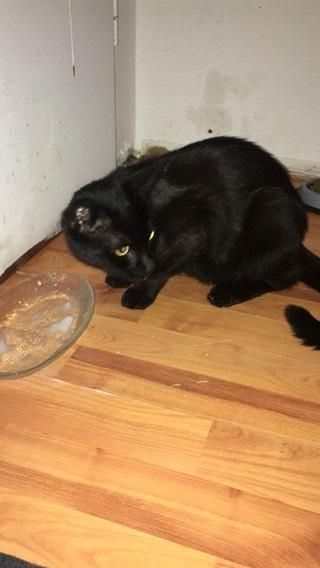 Verkaufe katzen jeweils oder auch zusammen