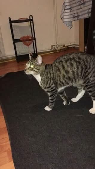 Verkaufe katzen jeweils oder auch zusammen