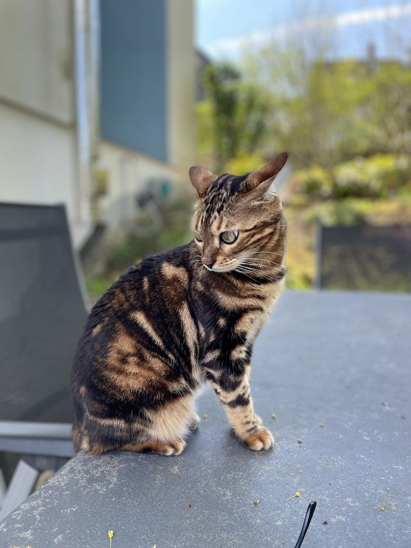 Liebevolle Bengalkatze sucht neues Zuhause 