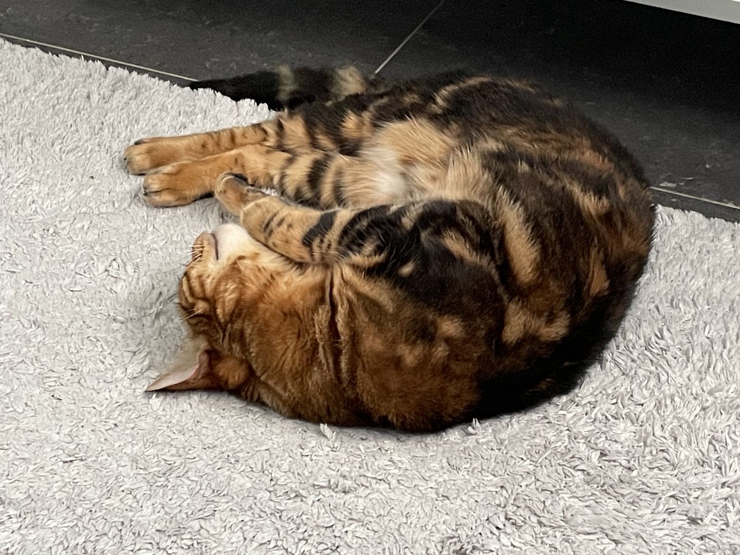 Liebevolle Bengalkatze sucht neues Zuhause 