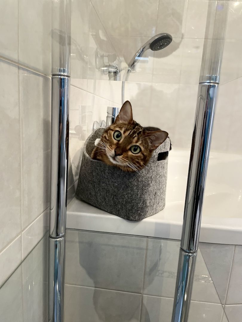 Liebevolle Bengalkatze sucht neues Zuhause 