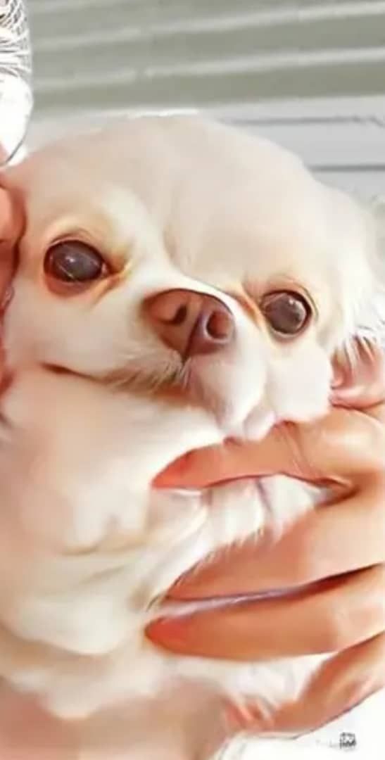 Schön-Chihuahua Welpen