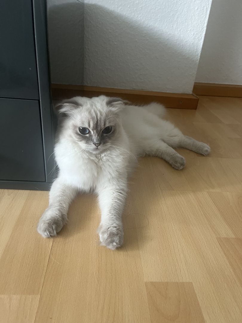 Bkh mit blauen Augen