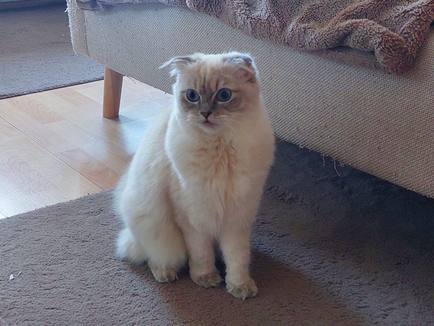 Bkh mit blauen Augen