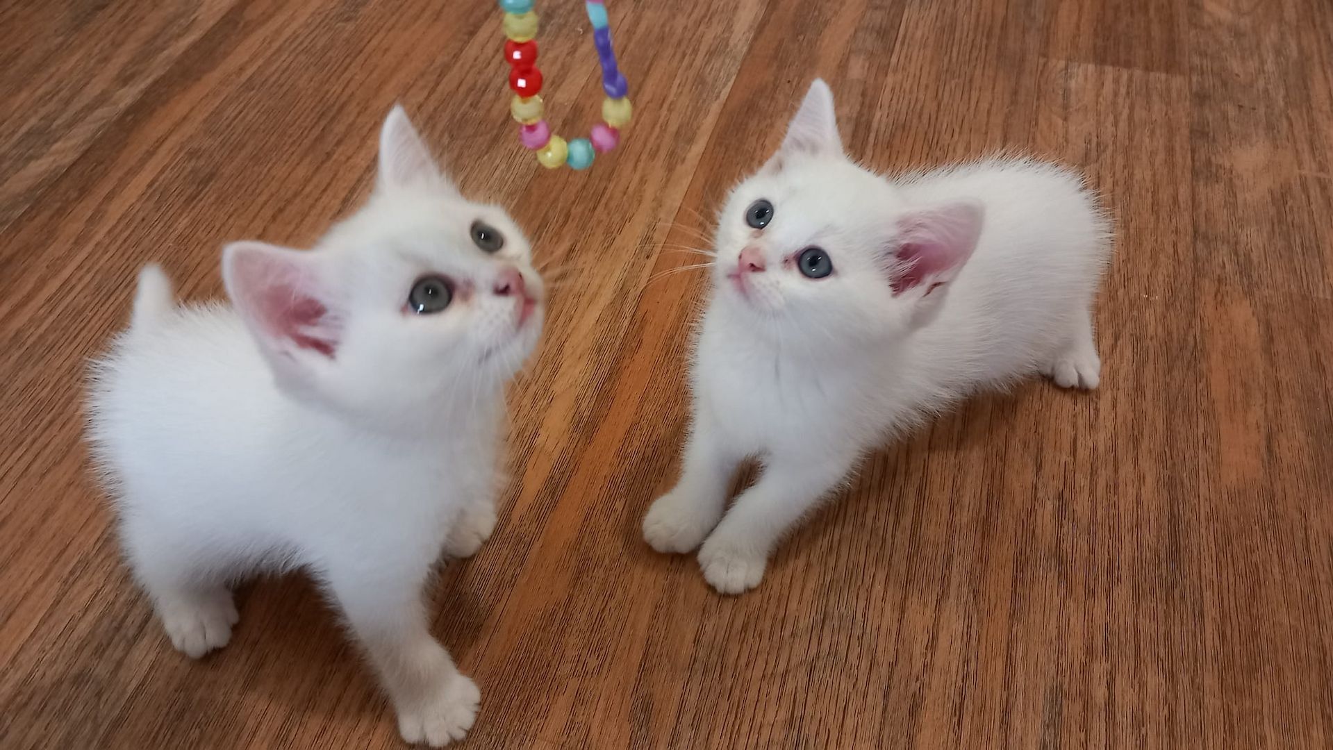 2 schöne Kitten 2 schöne Kitten
