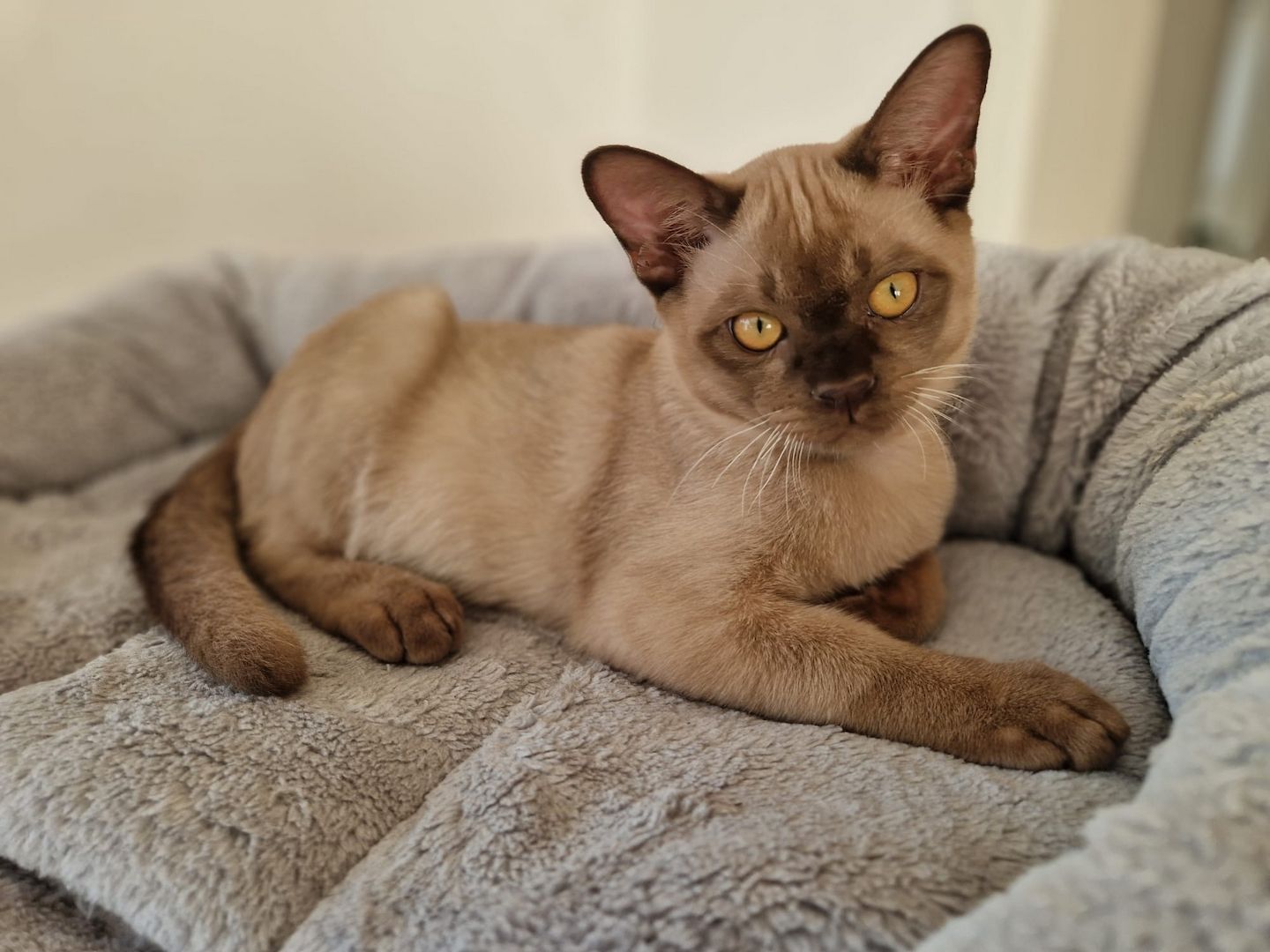 Reinrassige Europäische Burma Kitten Reinrassige Europäische Burma Kitten