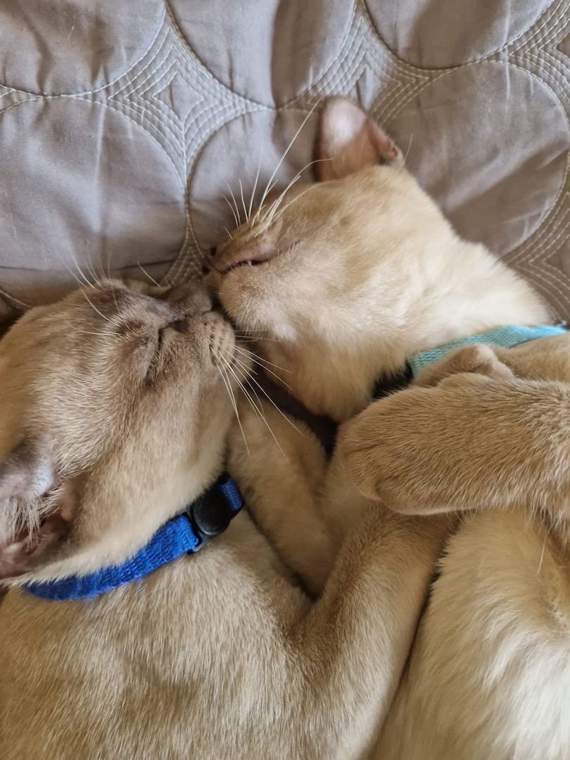 Reinrassige Europäische Burma Kitten Reinrassige Europäische Burma Kitten