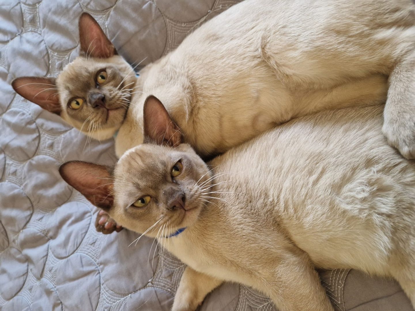 Reinrassige Europäische Burma Kitten Reinrassige Europäische Burma Kitten