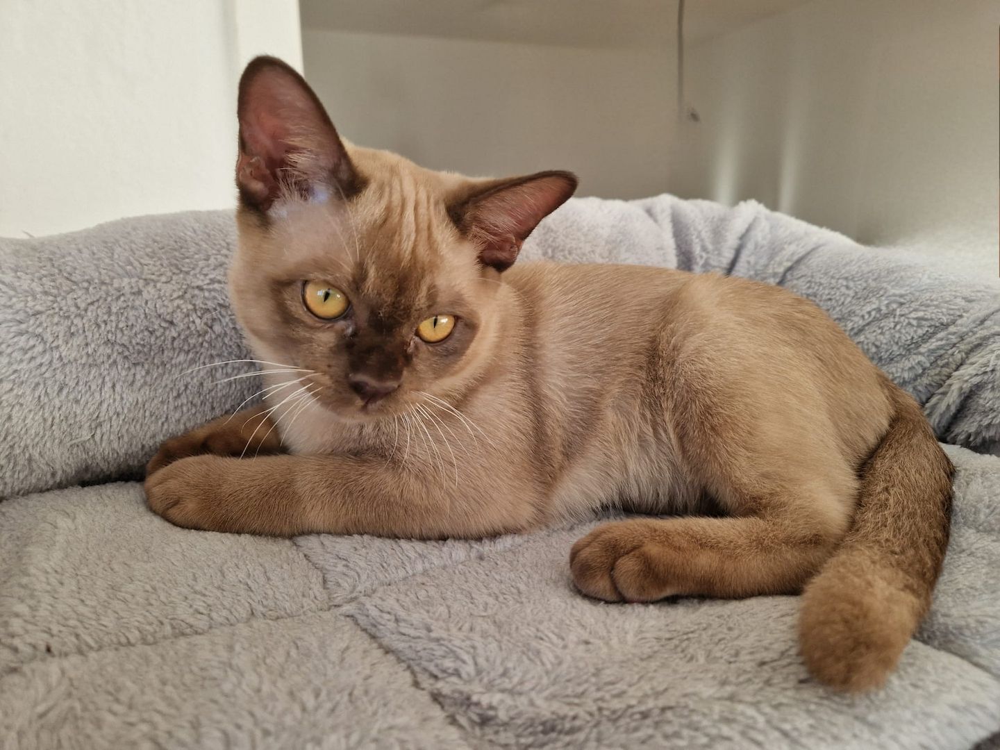 Reinrassige Europäische Burma Kitten Reinrassige Europäische Burma Kitten