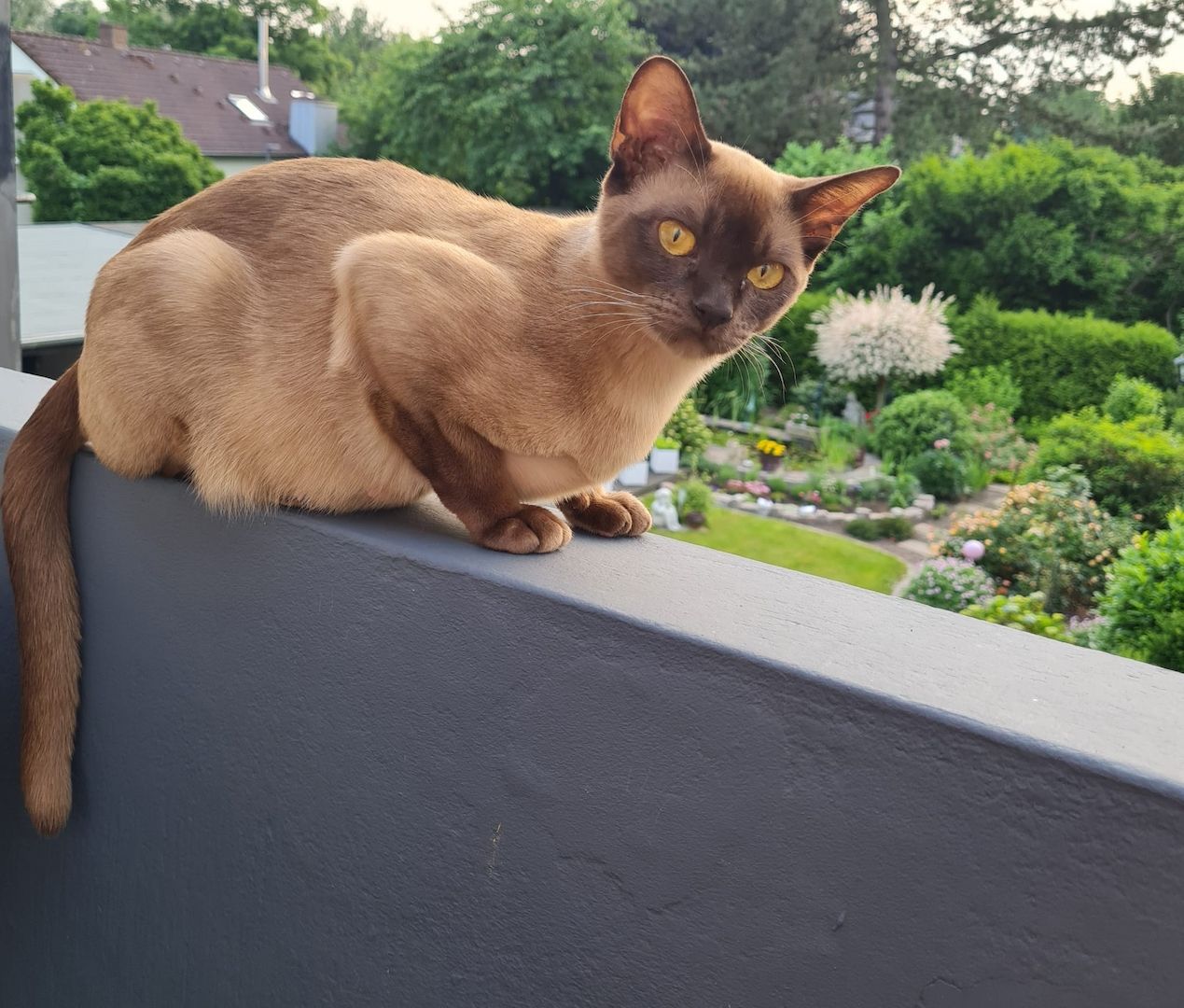 Reinrassige Europäische Burma Kitten Reinrassige Europäische Burma Kitten