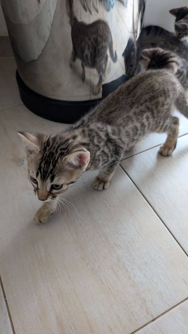 Bengal kitten reinrassige 