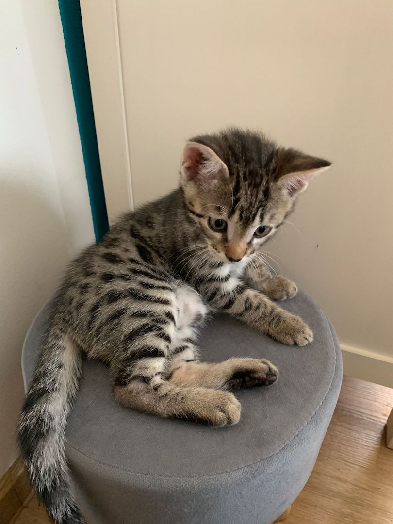 Bengal kitten reinrassige 