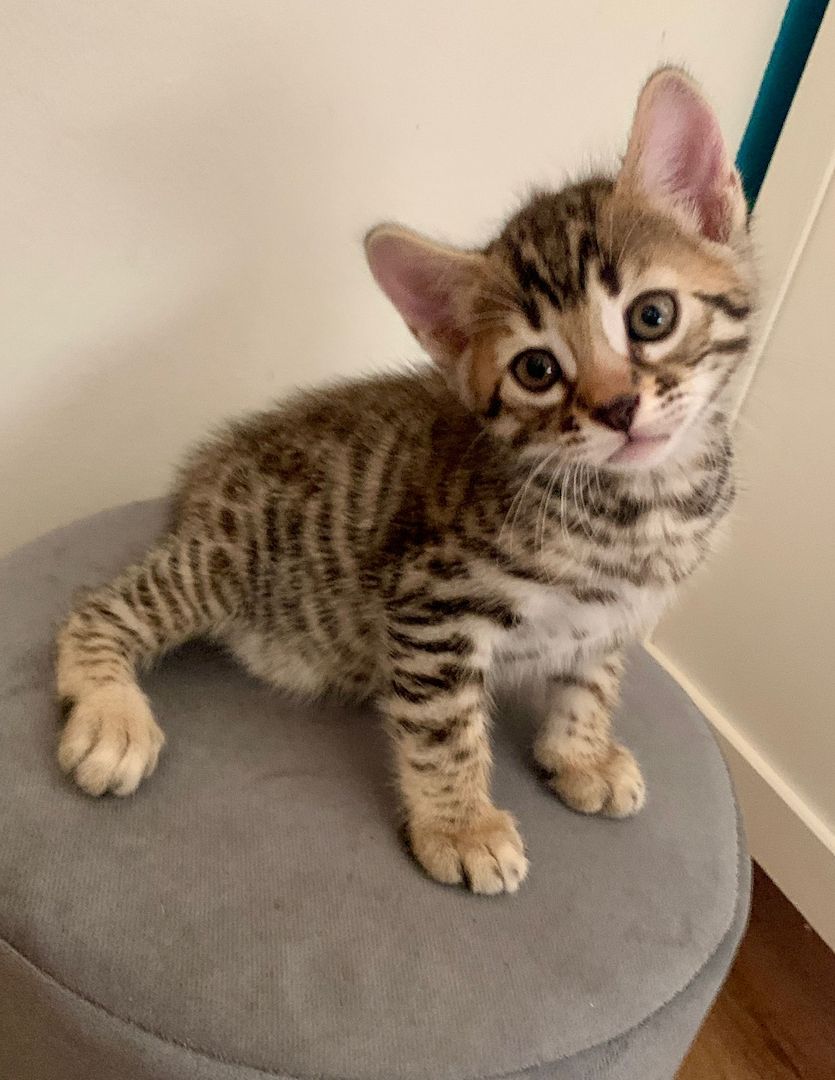 Bengal kitten reinrassige 