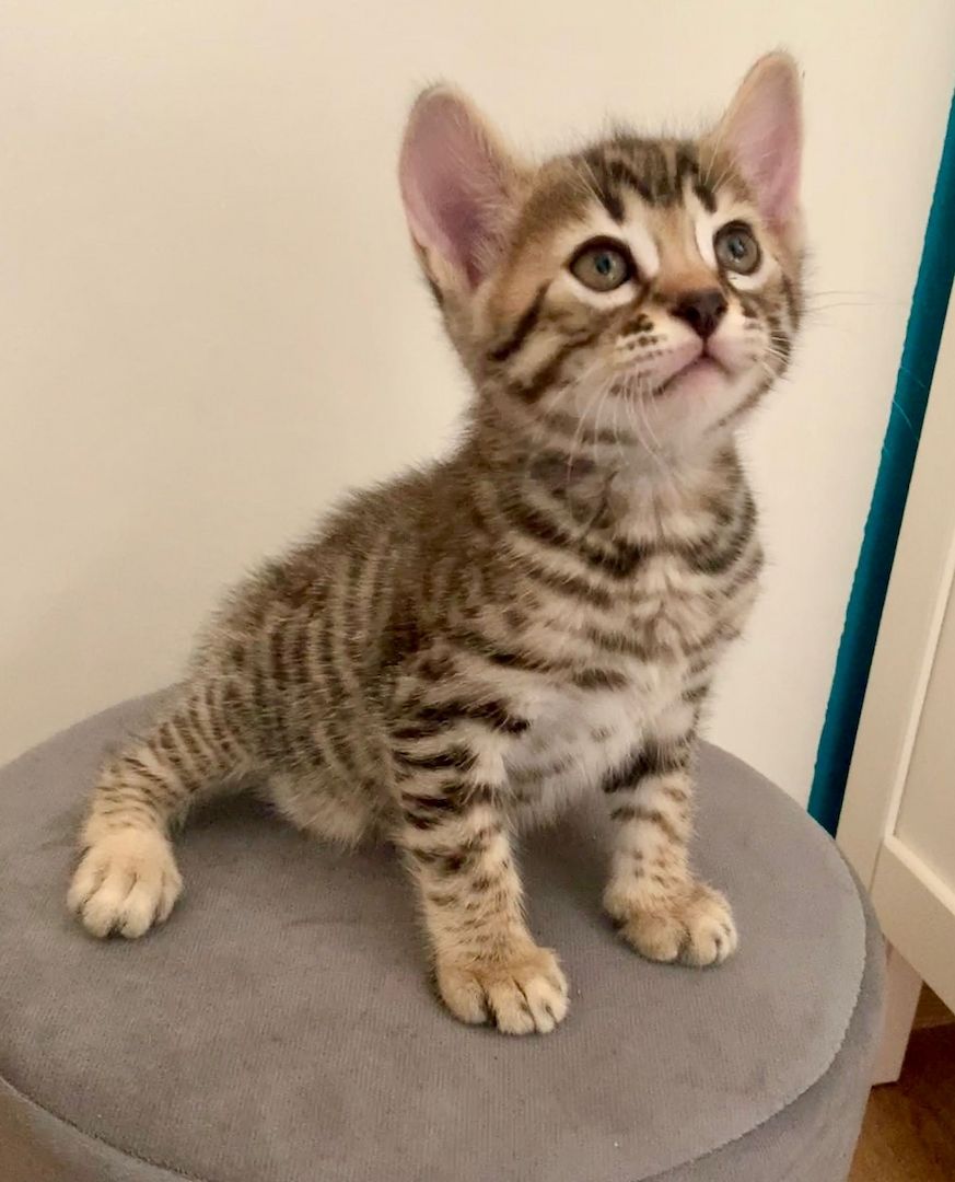 Bengal kitten reinrassige 