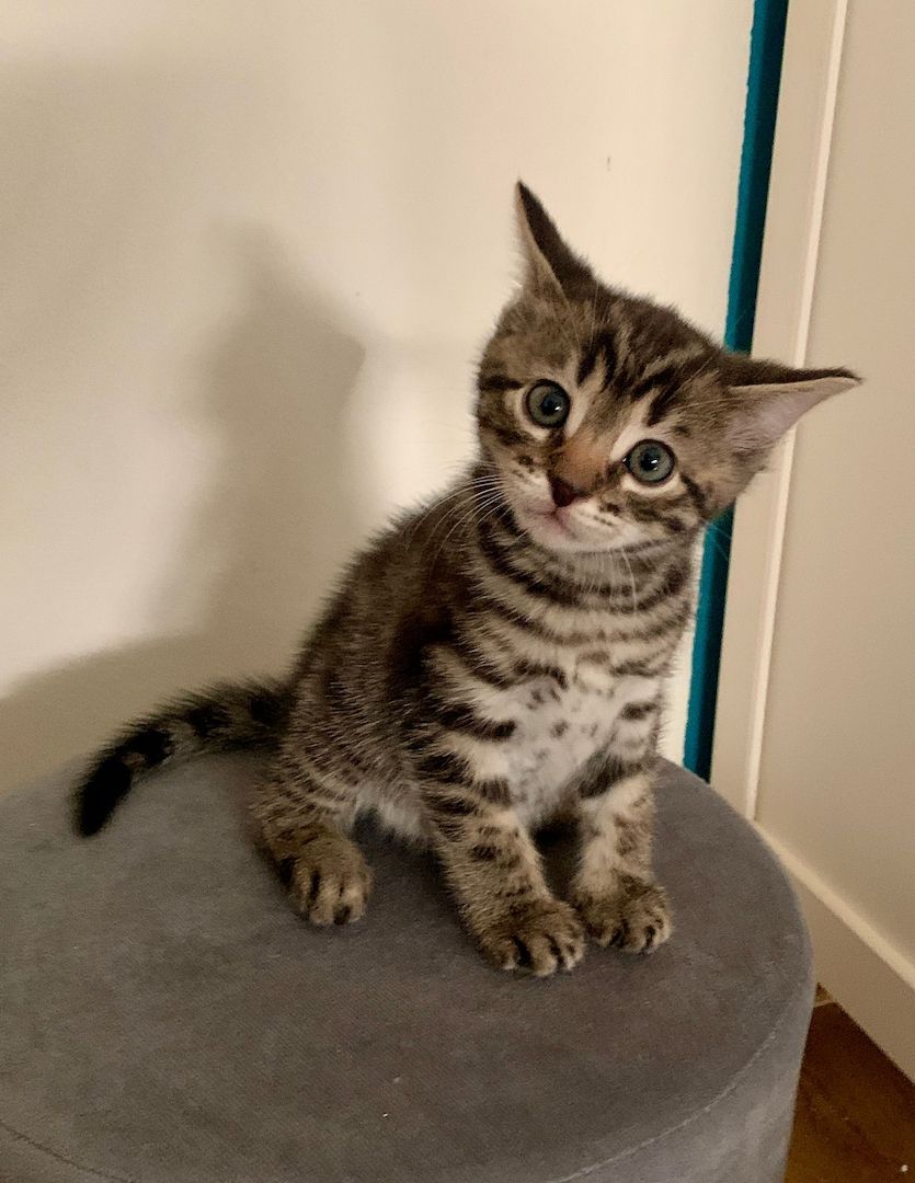 Bengal kitten reinrassige 