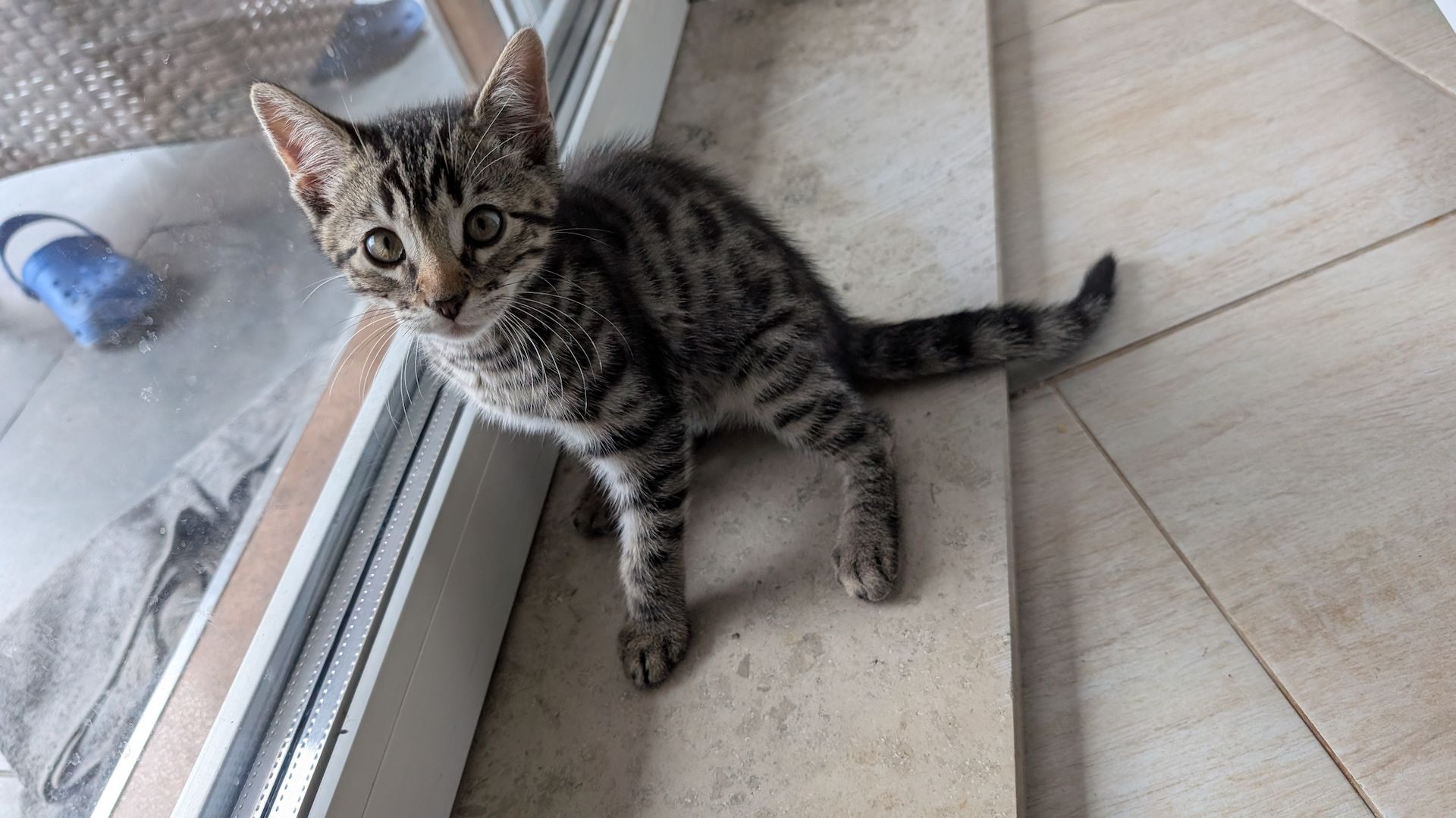 Bengal kitten reinrassige 