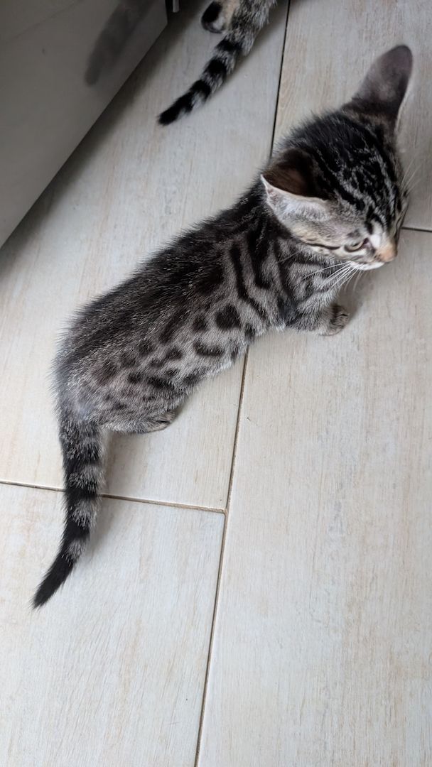 Bengal kitten reinrassige 