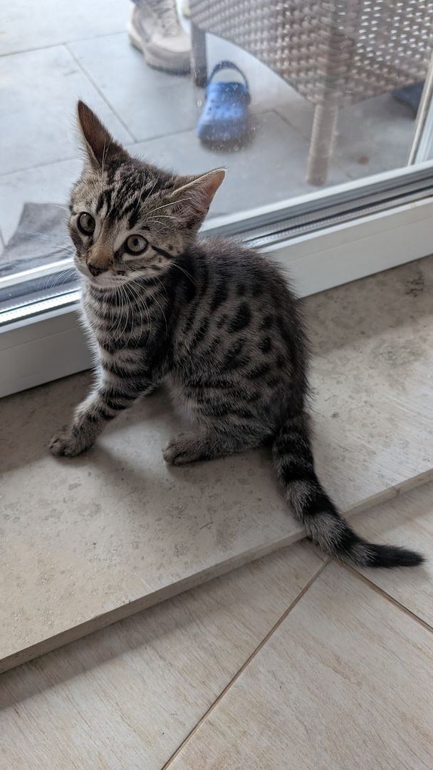 Bengal kitten reinrassige 