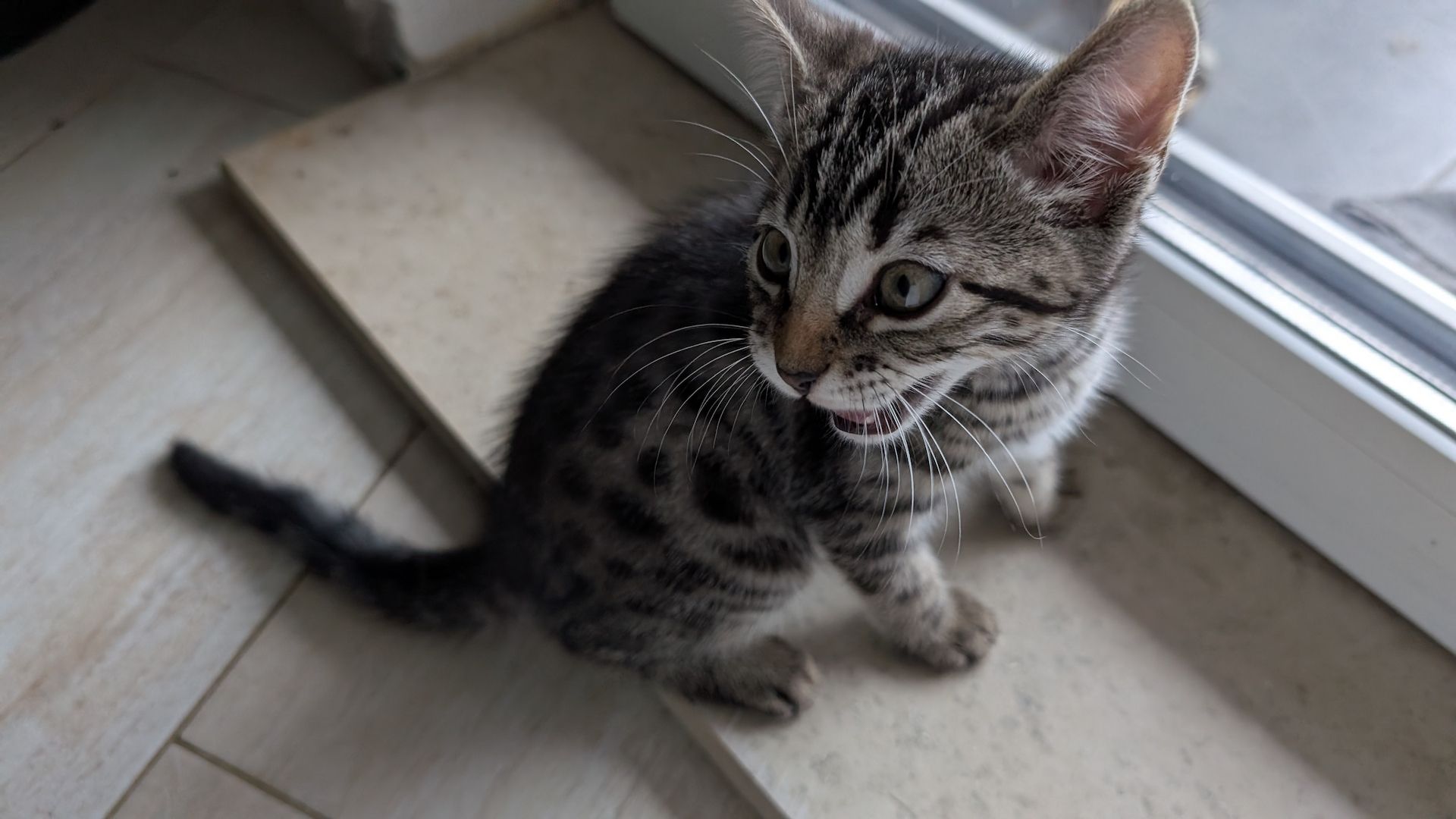 Bengal kitten reinrassige 