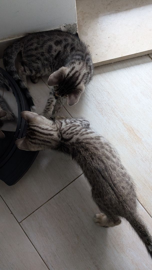 Bengal kitten reinrassige 