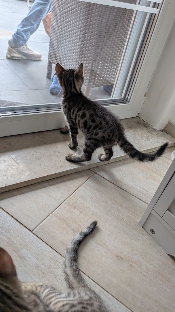 Bengal kitten reinrassige 