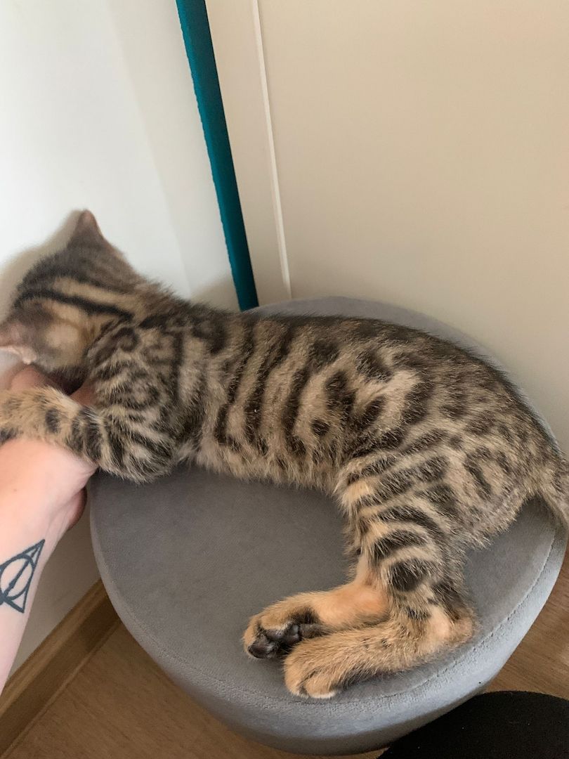 Bengal kitten reinrassige 