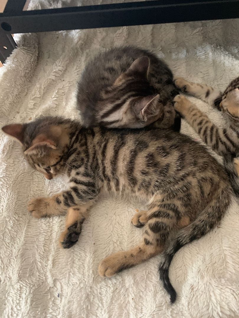 Bengal kitten reinrassige 