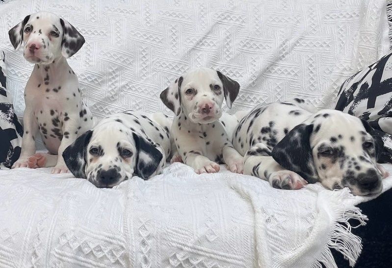 Dalmatinerwelpen suchen ein neues Zuhause
