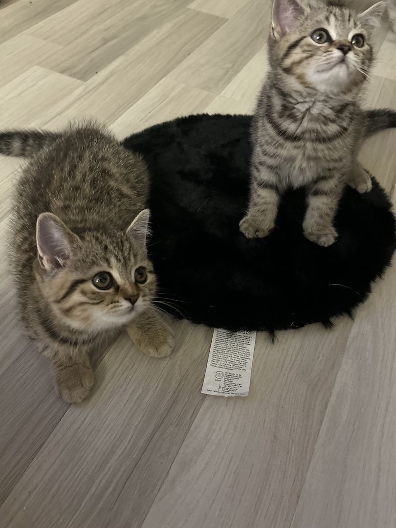 Kitten suchen neues zuhause