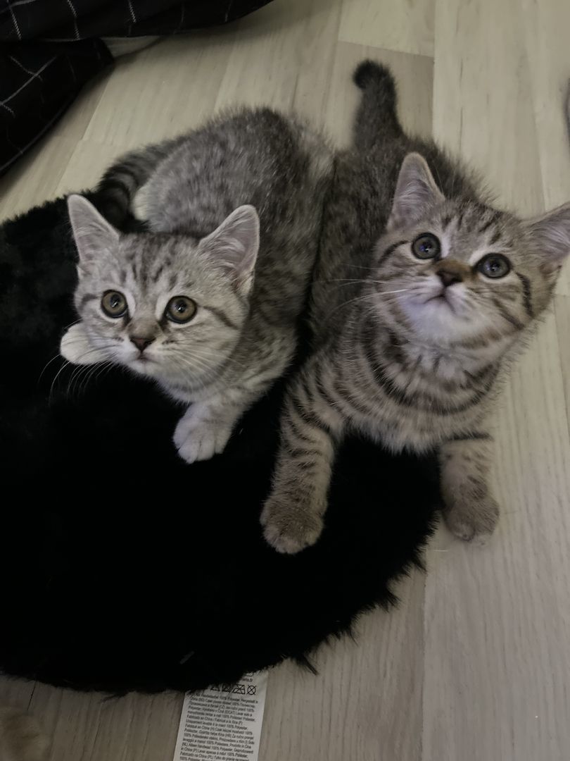 Kitten suchen neues zuhause