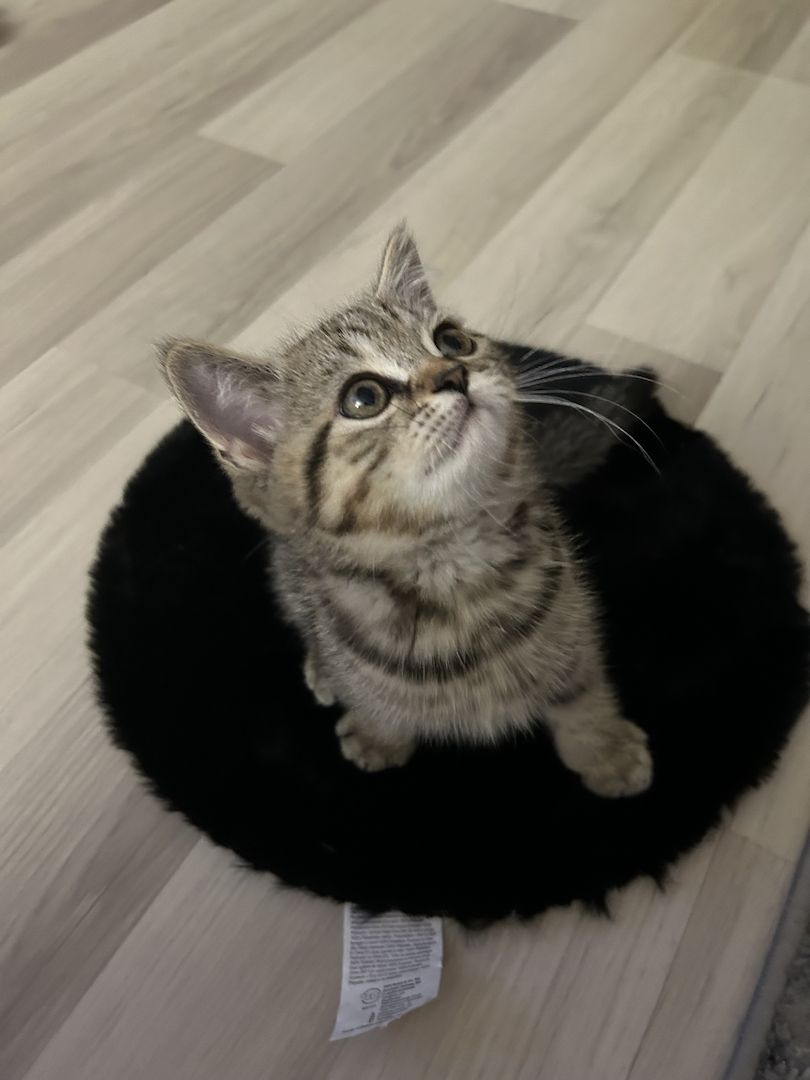 Kitten suchen neues zuhause