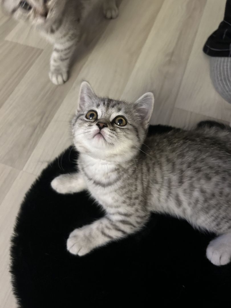 Kitten suchen neues zuhause