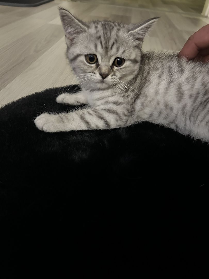 Kitten suchen neues zuhause