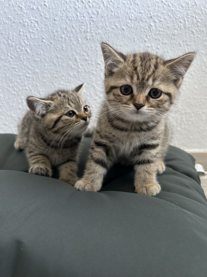 Kitten suchen neues zuhause