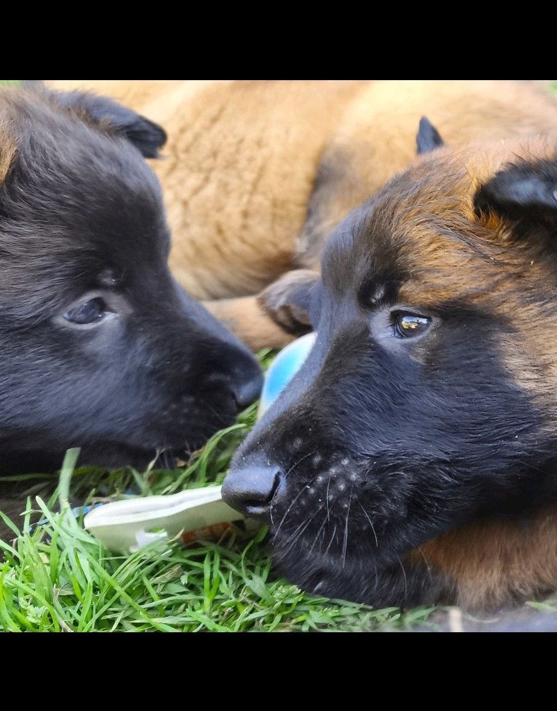 Zauberhafte Malinoiswelpen suchen ihr Für-immer-Zuhause