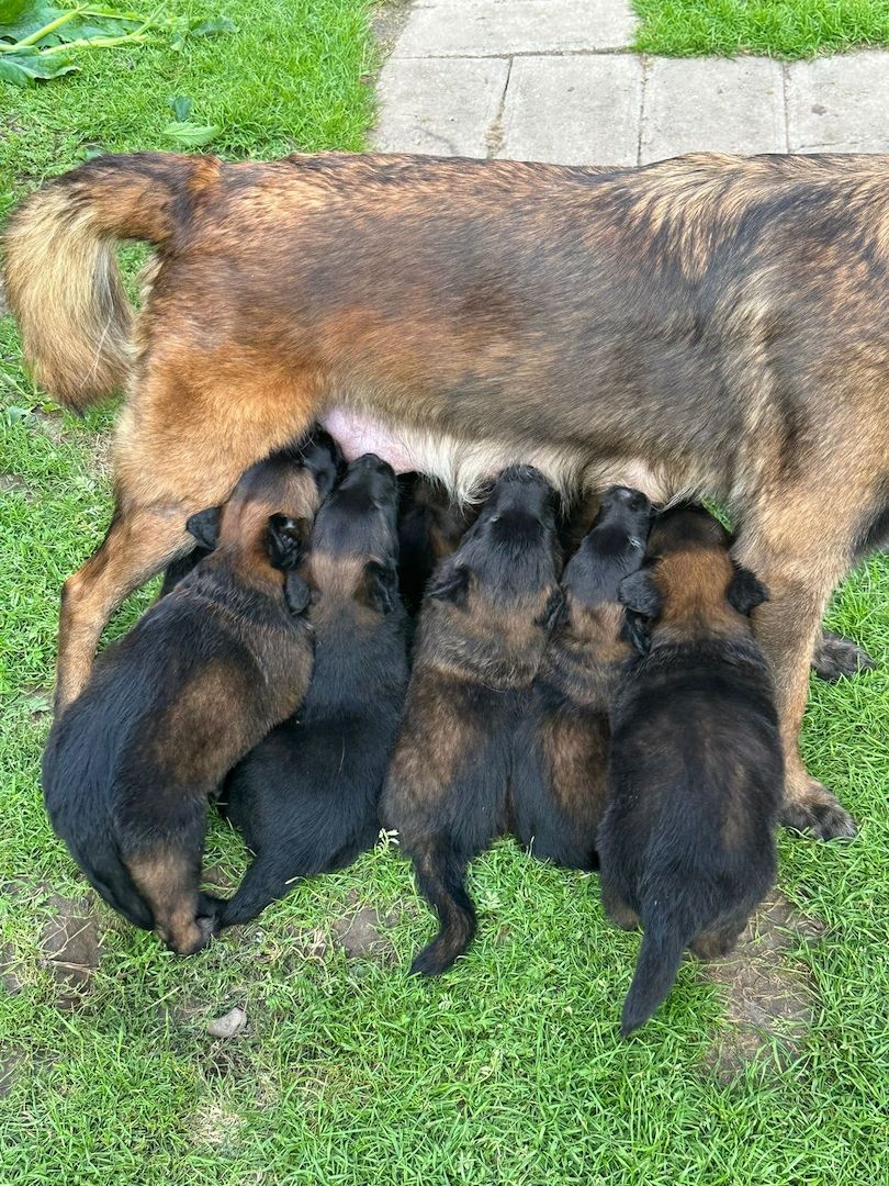 Zauberhafte Malinoiswelpen suchen ihr Für-immer-Zuhause