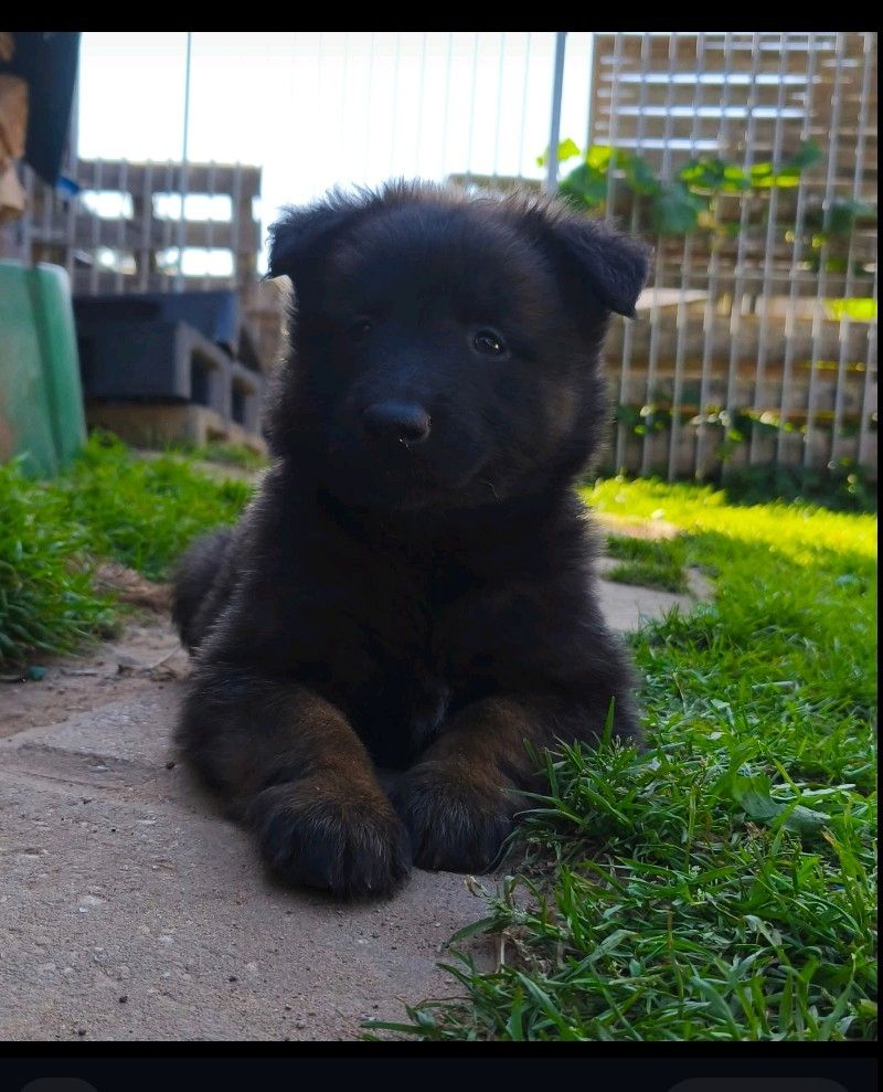 Zauberhafte Malinoiswelpen suchen ihr Für-immer-Zuhause
