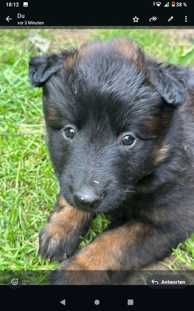 Zauberhafte Malinoiswelpen suchen ihr Für-immer-Zuhause