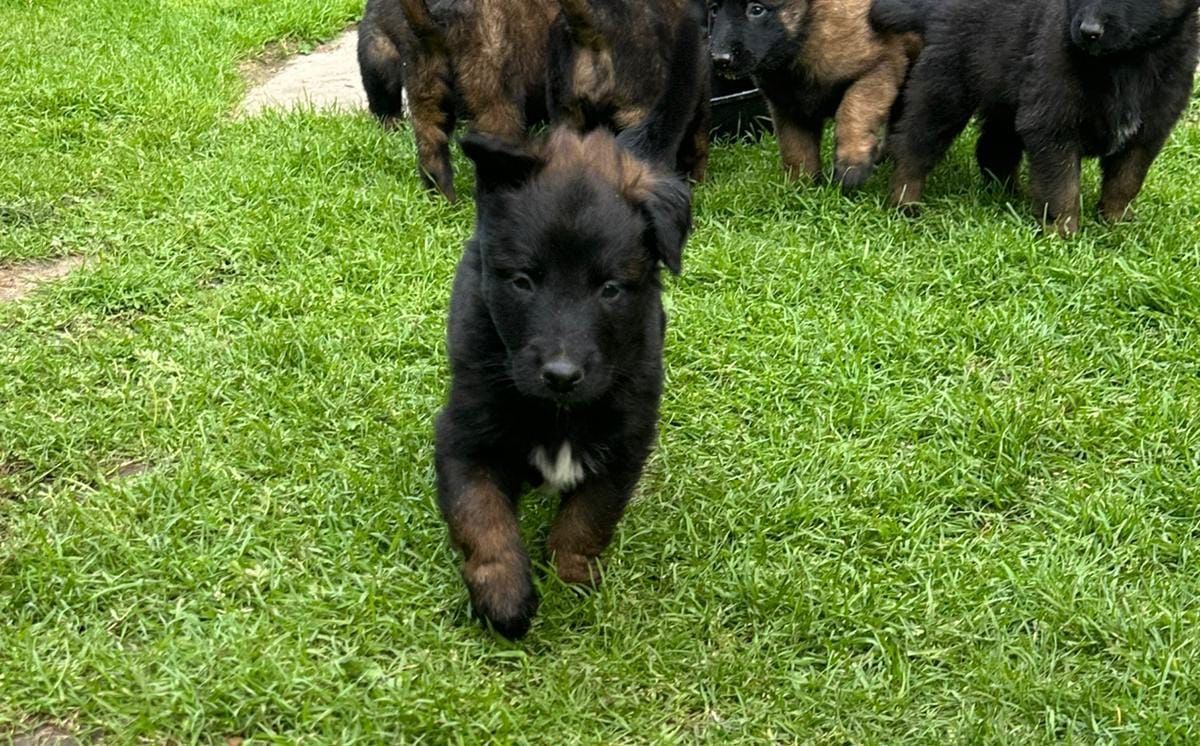 Zauberhafte Malinoiswelpen suchen ihr Für-immer-Zuhause