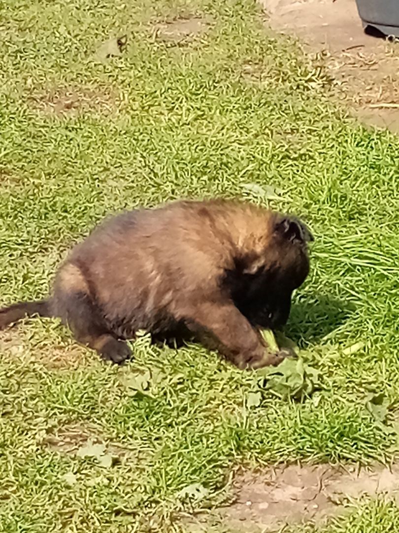Zauberhafte Malinoiswelpen suchen ihr Für-immer-Zuhause
