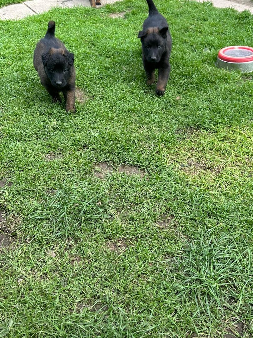 Zauberhafte Malinoiswelpen suchen ihr Für-immer-Zuhause