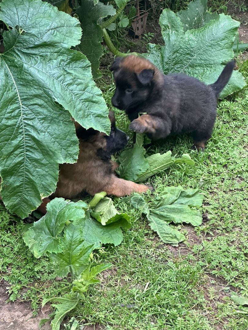 Zauberhafte Malinoiswelpen suchen ihr Für-immer-Zuhause