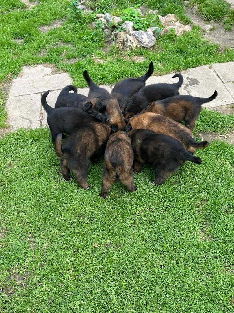 Zauberhafte Malinoiswelpen suchen ihr Für-immer-Zuhause