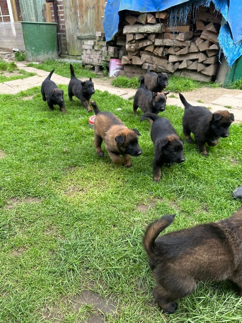 Zauberhafte Malinoiswelpen suchen ihr Für-immer-Zuhause