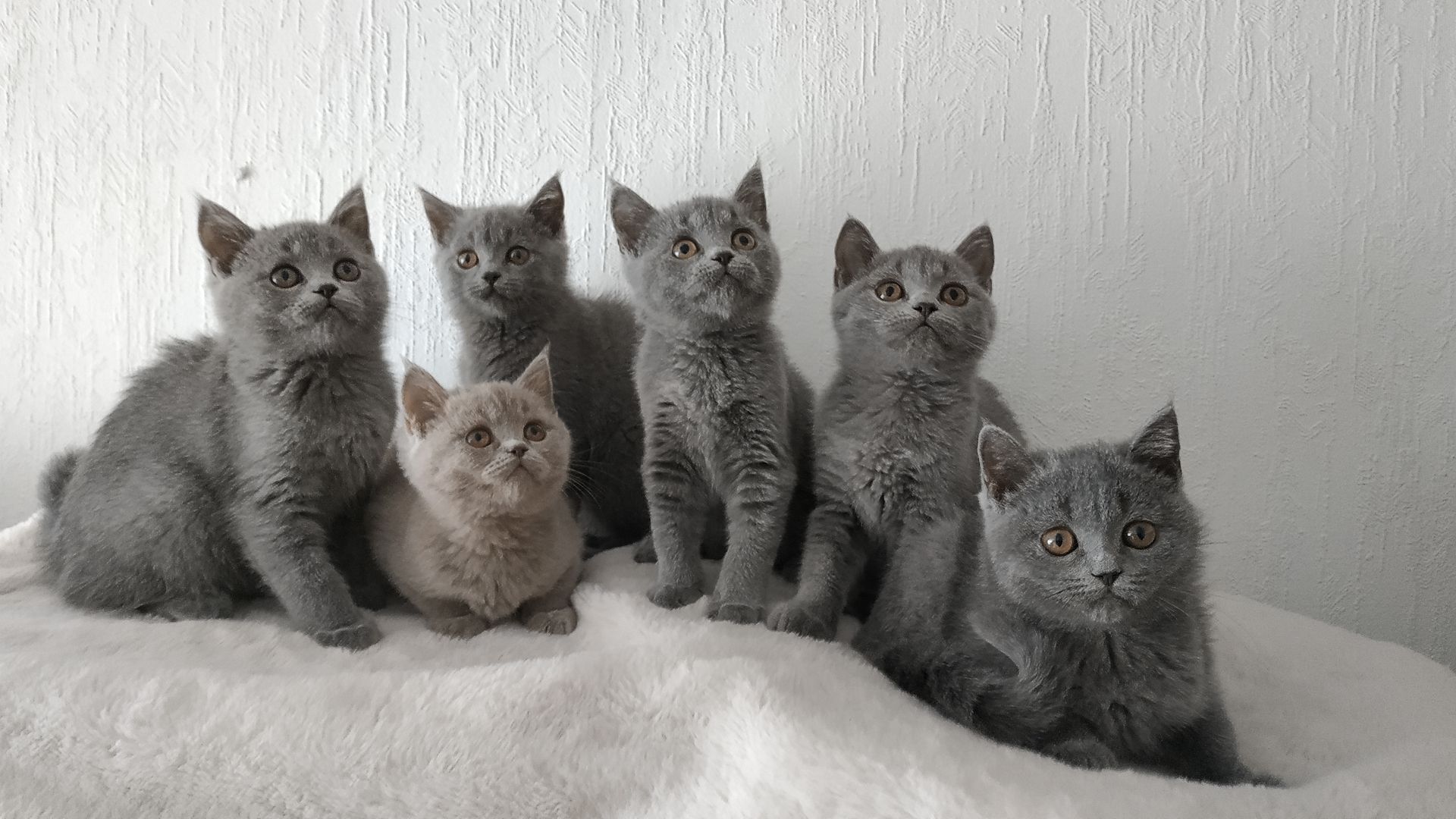 Süße BKH-Kätzchen