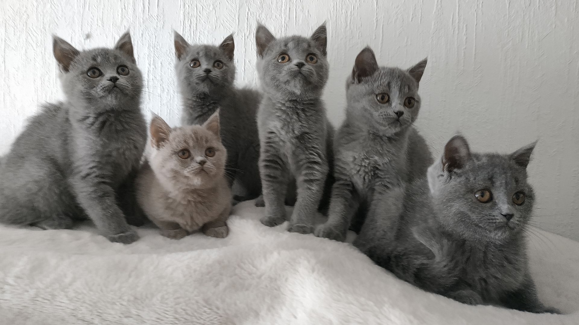 Süße BKH-Kätzchen